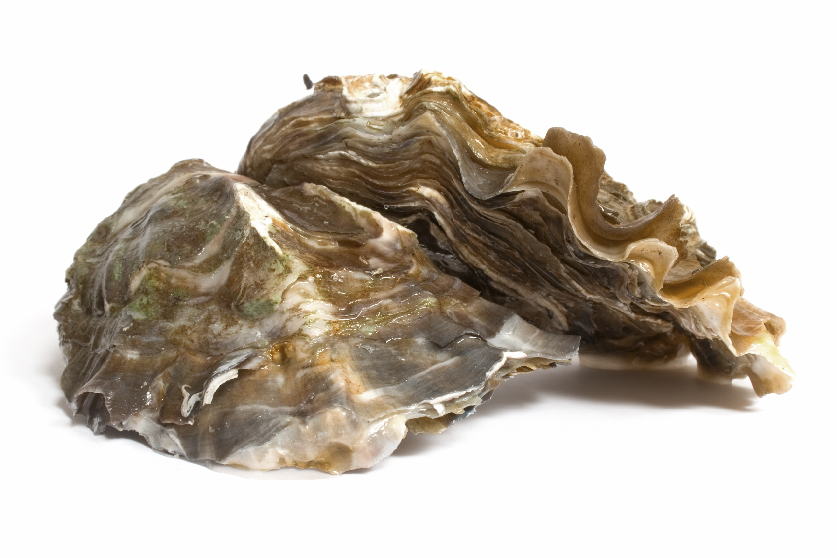 Two Rock Oysters